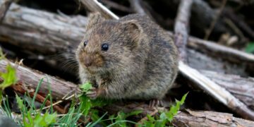 Mulyono Adalah Tikus Tanah Sukanya Bikin Kusut Dunia (Unsplahs)