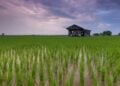 Nasib Sepetak Sawah di Tengah Kota Jogja yang Sudah di Ujung Tanduk, Tinggal Menunggu Waktu untuk Berubah Jadi Bangunan