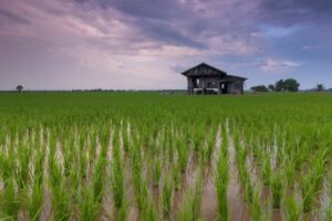 Nggak Masalah Sawah di Jogja Habis dan Berubah Fungsi Jadi Perumahan, wong Warga Jogja Lebih Suka Beras Daerah Lain dan Pemerintah Lebih Suka Impor
