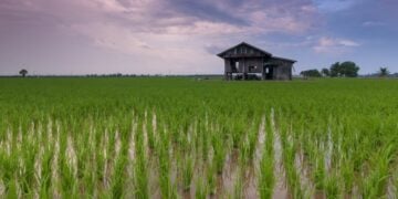 Nasib Sepetak Sawah di Tengah Kota Jogja yang Sudah di Ujung Tanduk, Tinggal Menunggu Waktu untuk Berubah Jadi Bangunan