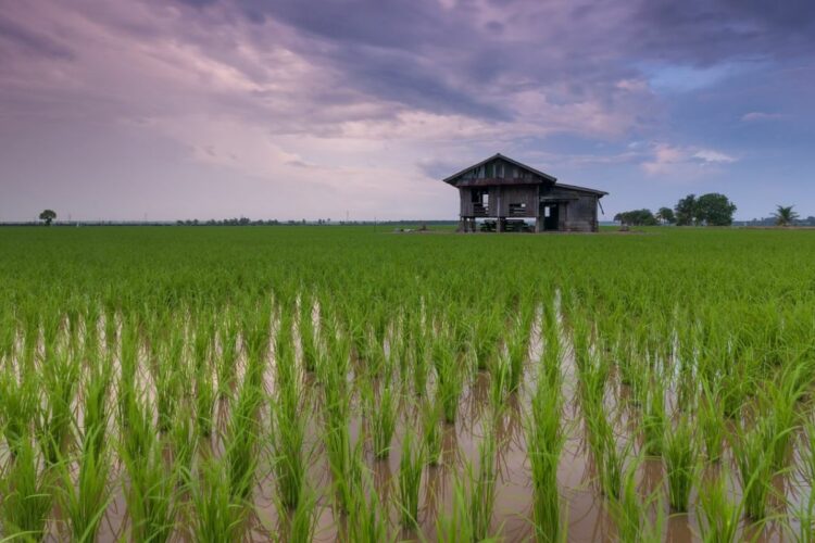 Nasib Sepetak Sawah di Tengah Kota Jogja yang Sudah di Ujung Tanduk, Tinggal Menunggu Waktu untuk Berubah Jadi Bangunan