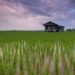 Nasib Sepetak Sawah di Tengah Kota Jogja yang Sudah di Ujung Tanduk, Tinggal Menunggu Waktu untuk Berubah Jadi Bangunan