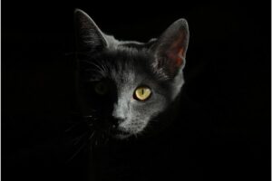 Kucing Tak Hanya Hewan Peliharaan, bagi Petani, Kucing Adalah Pahlawan
