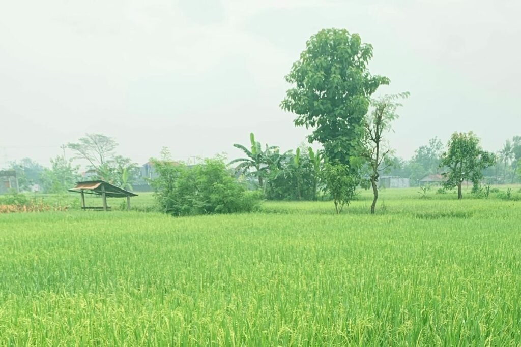 Sanden Bantul, Tempat Terbaik untuk Slow Living Masyarakat Urban Menengah Atas