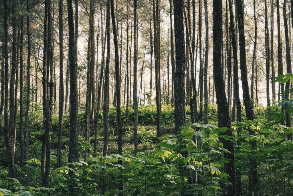 2 Gunung di Magelang yang Nggak Cocok buat para Pendaki