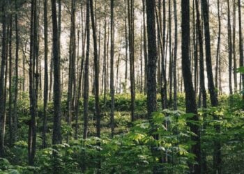 2 Gunung di Magelang yang Nggak Cocok buat para Pendaki