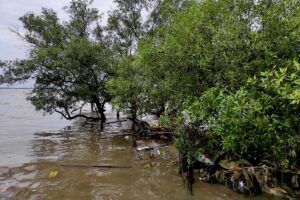 Muaragembong, Kecamatan di Kabupaten Bekasi yang Lebih Cepat Diakses Naik Kapal daripada Sepeda Motor. Unik sekaligus Miris!