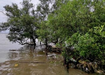 Muaragembong, Kecamatan di Bekasi yang Lebih Cepat Diakses Naik Kapal daripada Sepeda Motor. Unik sekaligus Miris!