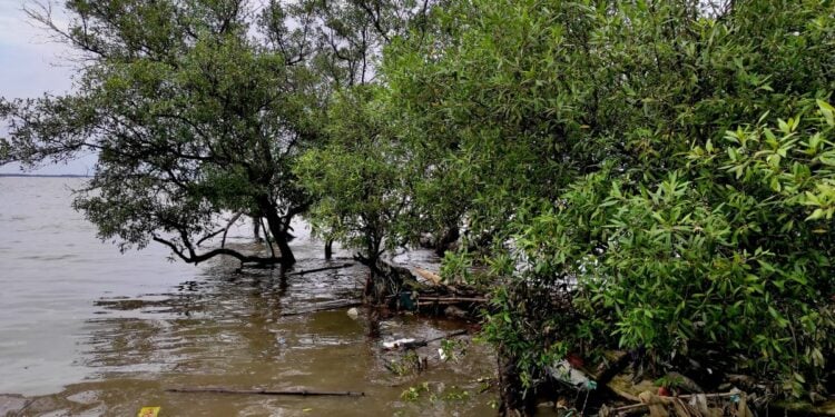 Muaragembong, Kecamatan di Bekasi yang Lebih Cepat Diakses Naik Kapal daripada Sepeda Motor. Unik sekaligus Miris!