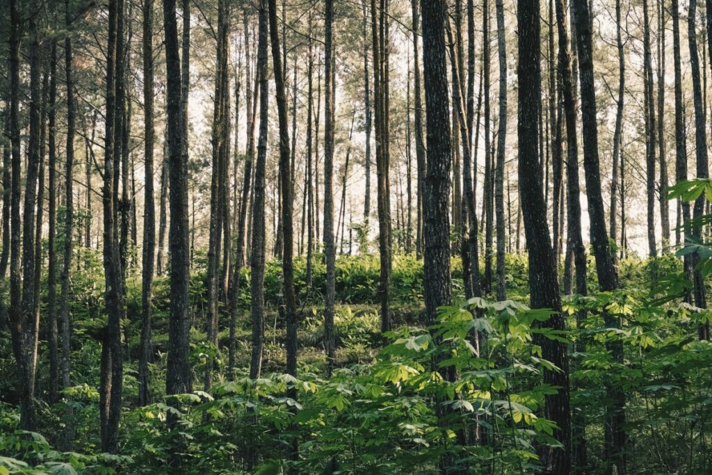 Panduan Menjelajahi Gunung Tidar Magelang untuk Jajaran Menteri Prabowo agar Nggak Diganggu Monyet dan Naik Ratusan Tangga dengan Selamat