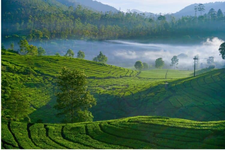 Kecamatan Rancabali, Tempat Slow Living Terbaik di Kabupaten Bandung