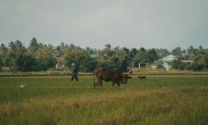 4 Ide Usaha yang Cocok Dijalankan di Desa selain Toko Sembako