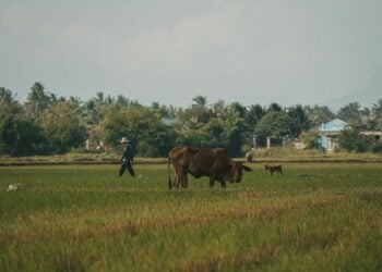 4 Ide Usaha yang Cocok Dijalankan di Desa selain Toko Sembako Mojok.co