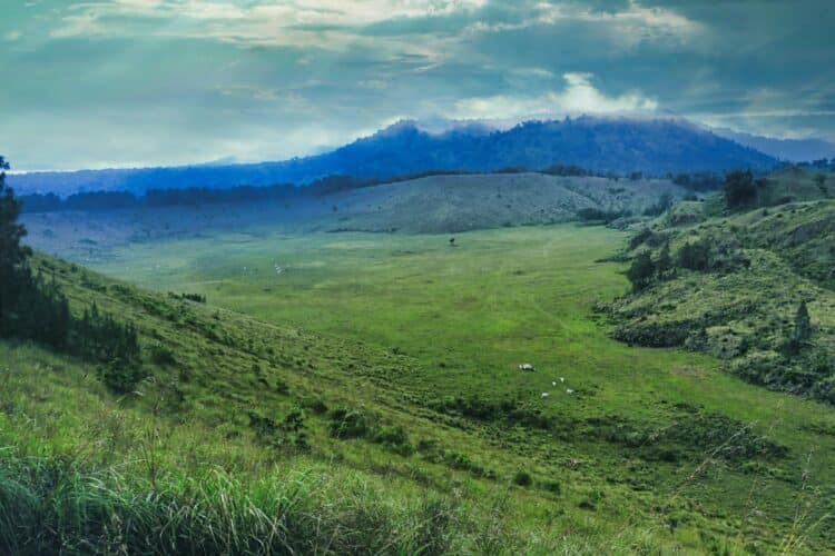 Bondowoso Tape, Kopi, dan Konser Dangdut di Tengah Sawah (Unsplash)