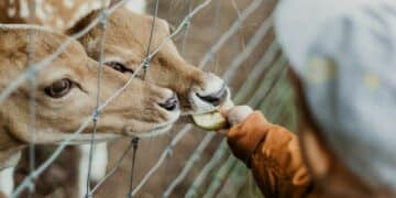 Suraloka Interactive Zoo, Kebun Binatang Mini di Jogja dengan 3 Kelebihan dan Kekurangan