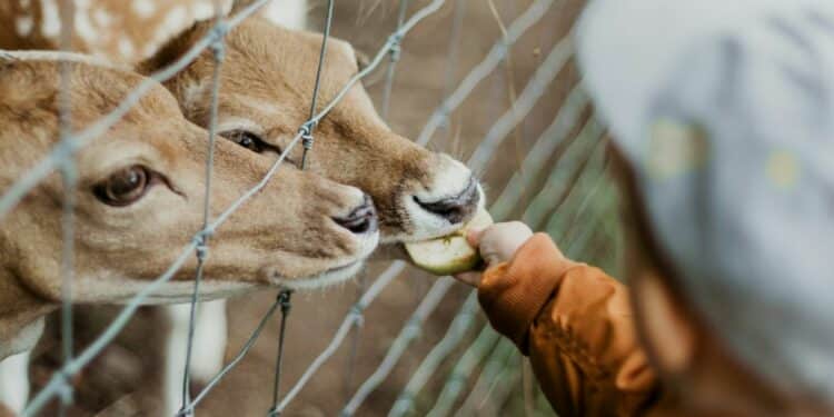 Suraloka Interactive Zoo, Kebun Binatang Mini di Jogja dengan 3 Kelebihan dan Kekurangan