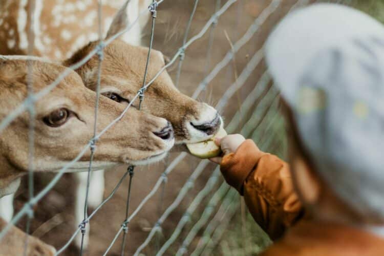 Suraloka Interactive Zoo, Kebun Binatang Mini di Jogja dengan 3 Kelebihan dan Kekurangan