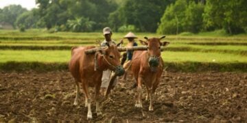 Cara Tepat Menghabiskan Dana Desa di Bangkalan Madura supaya Tidak Terbuang Sia-Sia