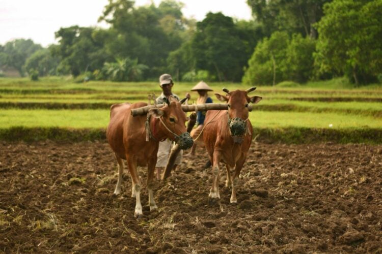 Cara Tepat Menghabiskan Dana Desa di Bangkalan Madura supaya Tidak Terbuang Sia-Sia