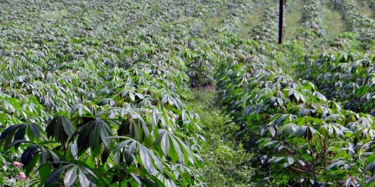 Desa Guyangan Probolinggo, "Tanah Surga" yang Jadi Bulan-bulanan Maling di Masa Panen