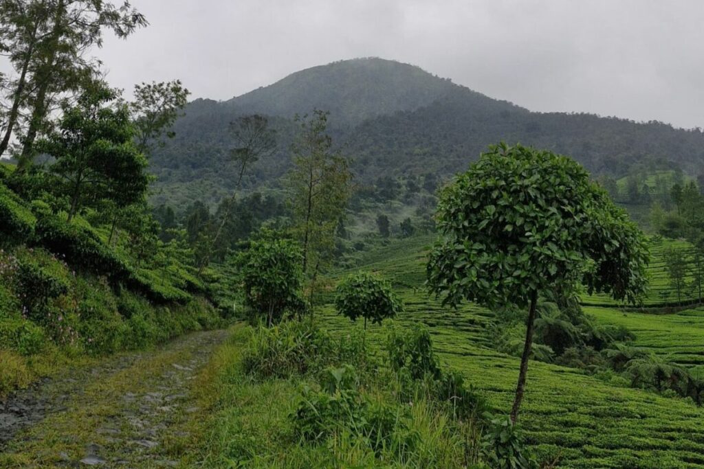Pengalaman Mendaki Gunung Kembang Wonosobo, Gunung Terbersih di Indonesia