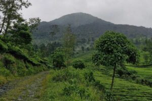Pengalaman Mendaki Gunung Kembang Wonosobo, Gunung Terbersih di Indonesia
