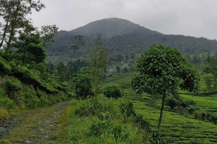 Pengalaman Mendaki Gunung Kembang Wonosobo, Gunung Terbersih di Indonesia