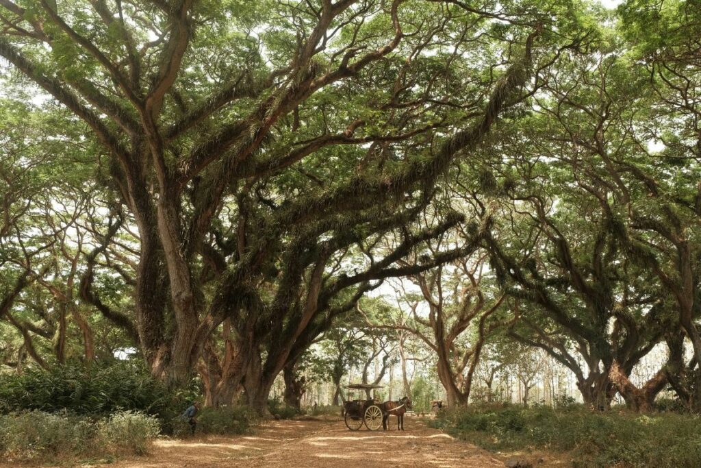 Banyuwangi di Mata Orang Malang: Bebas Parkir Liar, Nggak Seseram yang Dibilang Orang