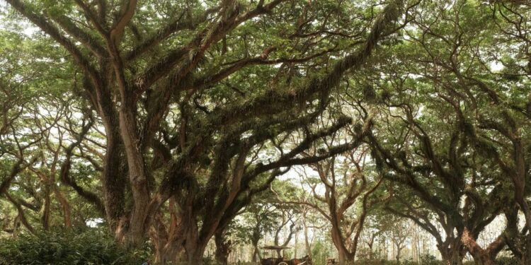 Banyuwangi di Mata Orang Malang: Bebas Parkir Liar, Nggak Seseram yang Dibilang Orang