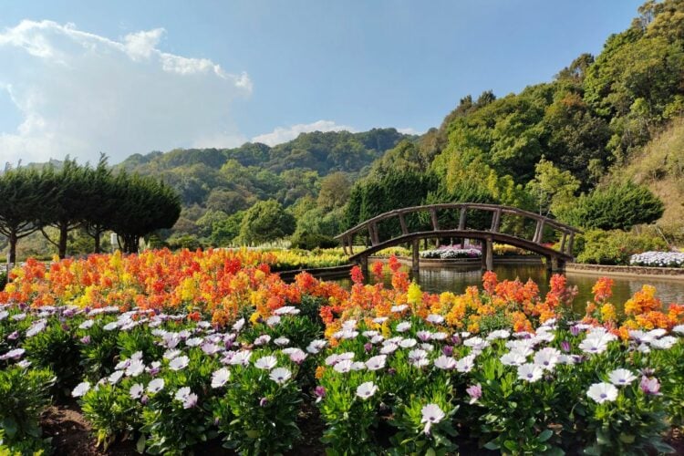 Taman Bunga Celosia Bandungan Memang Memesona, tapi Tak Cukup Ampuh Membuat Saya Kembali ke Sana