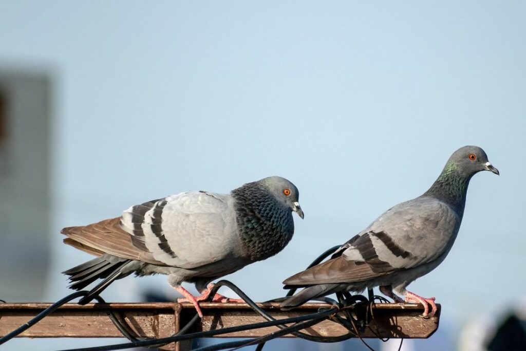 Keluh Kesah Mahasiswa UIN SATU Tulungagung: Tempat Parkiran yang "Diserang" Tahi Burung Dara Sampai Sistem Pembayaran UKT yang Bikin Ngelus Dada