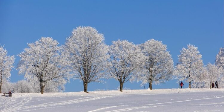 Whiteout Survival, Game Iklan yang Bikin Muak, tapi Begitu Dicoba Ternyata Oke Juga