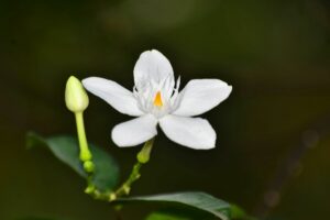 5 Rekomendasi Parfum Aroma Melati, Bikin Kunti Core-mu Makin Kentara