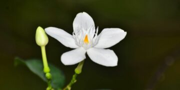 5 Rekomendasi Parfum Aroma Melati, Bikin Kunti Core-mu Makin Kentara