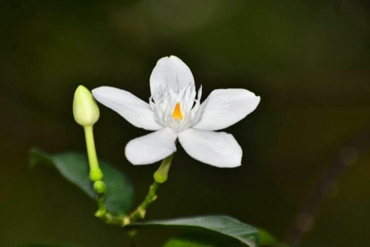 5 Rekomendasi Parfum Aroma Melati, Bikin Kunti Core-mu Makin Kentara