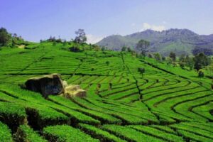 Kehidupan di Nganjuk: Kabupaten Paling Adem, Ayem, dan Nyaman di Jawa Timur Tapi Bikin Bosan