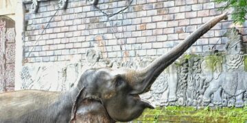 Bali Zoo Bali, Kebun Binatang untuk yang Mampu-mampu Aja Mojok.co