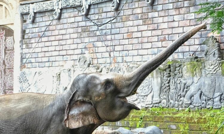 Bali Zoo Bali, Kebun Binatang untuk yang Mampu-mampu Aja Mojok.co