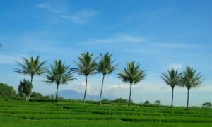 Tengaran Kulon Semarang Cocok untuk Slow Living asal Bisa Berdamai dengan Jalannya yang Bobrok 
