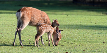 Warga Sleman Tidak Butuh Gembira Loka, Kami Sudah Dikelilingi Mini Zoo Sendiri