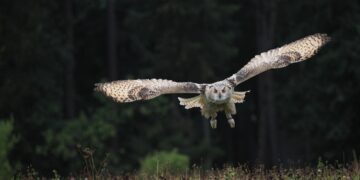 Saya Petani dan Mendukung Penuh Upaya Pemberantasan Hama Tikus Menggunakan 1000 Burung Hantu dari Presiden Prabowo