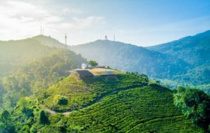 Puncak Bogor, Kawasan Wisata yang Semakin Nggak Ramah Kendaraan