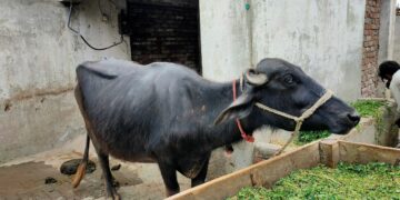 3 Penderitaan Punya Rumah Dekat Kandang Kambing dan Sapi yang Nggak Dipahami Warga Perumahan