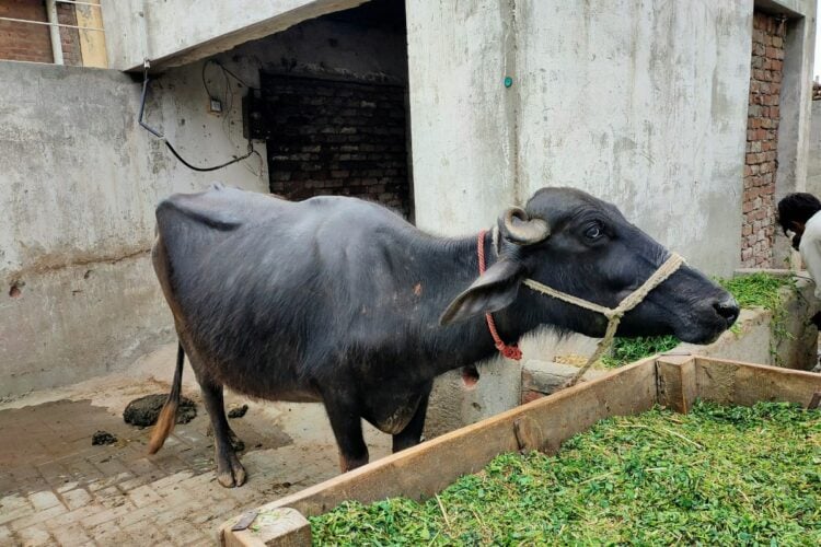 3 Penderitaan Punya Rumah Dekat Kandang Kambing dan Sapi yang Nggak Dipahami Warga Perumahan
