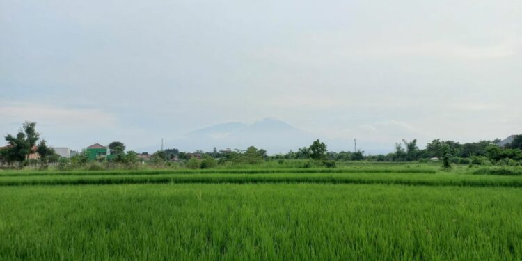 Dramaga, Kecamatan Paling Menyedihkan di Kabupaten Bogor. Semua Serba Tanggung di Sini