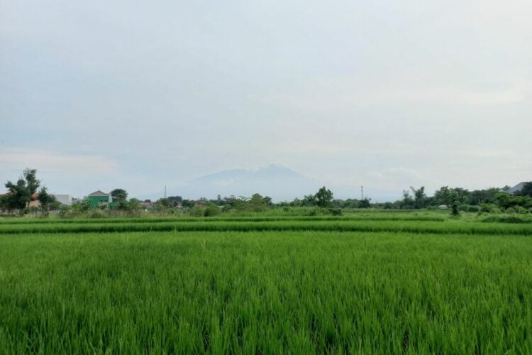 Dramaga, Kecamatan Paling Menyedihkan di Kabupaten Bogor. Semua Serba Tanggung di Sini