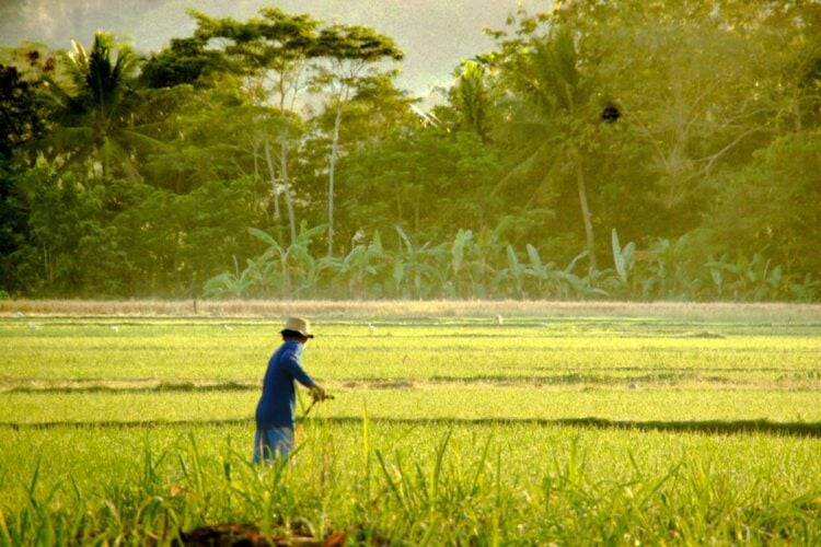 Sisi Gelap Gamping Sleman yang Jarang Dibicarakan Orang