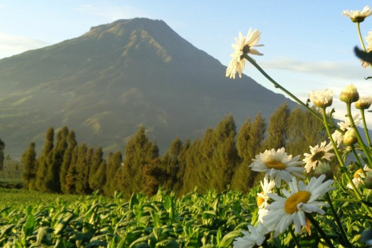Wisata Alam Posong Temanggung Berubah: Dulu Indah, Sekarang Bikin Pengunjung Kecewa