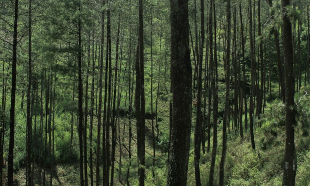 3 Rekomendasi Wisata di Gamping Sleman yang Layak Dikenal Lebih Banyak Orang Mojok.co
