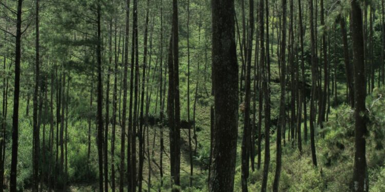 3 Rekomendasi Wisata di Gamping Sleman yang Layak Dikenal Lebih Banyak Orang Mojok.co